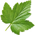 Redcurrant leaf